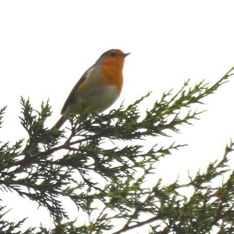 Rouge gorge 